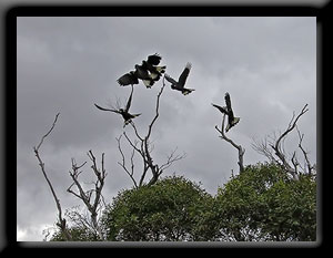 Carnaby's White-tailed Black Cockatoos