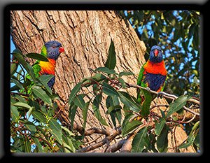 Rainbow Lorikeet