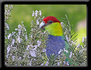 Red-capped Parrot