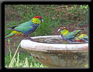 Red-capped Parrots