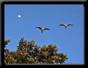 Seagulls