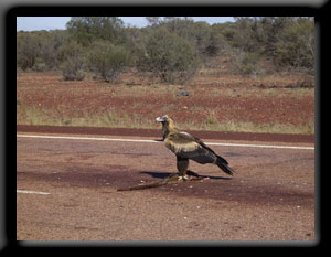 Wedge-tailed Eagles