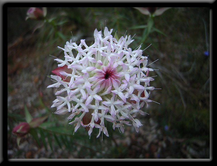 Pimelea