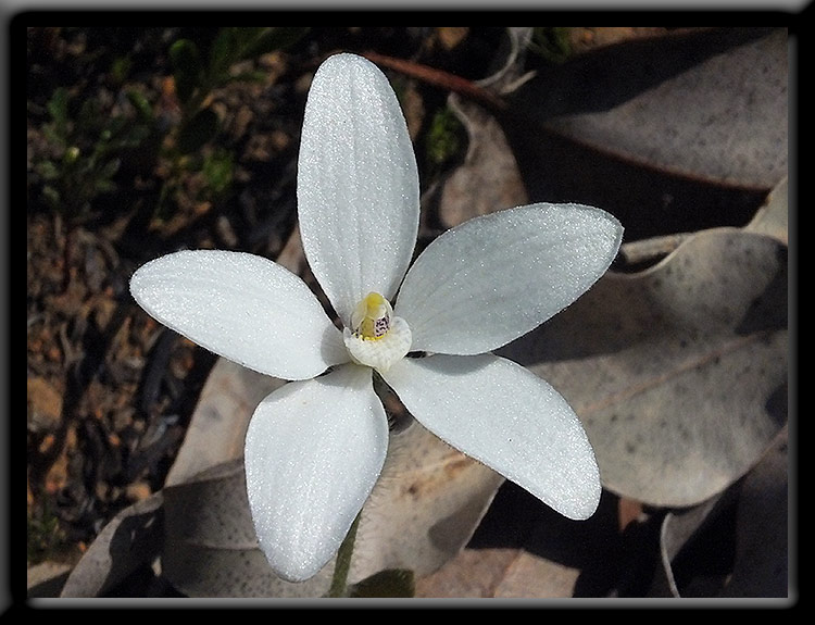 White China Orchid