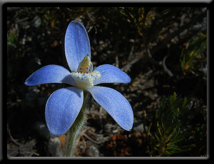 Blue China Orchid