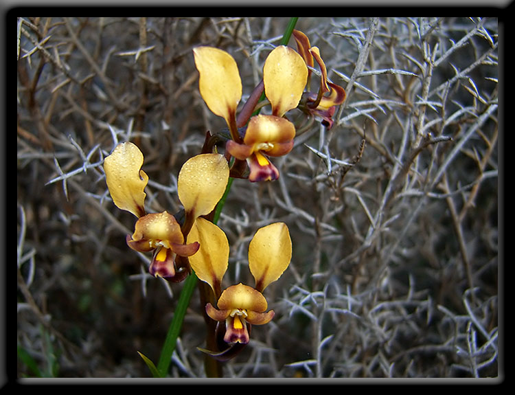 Donkey Orchids