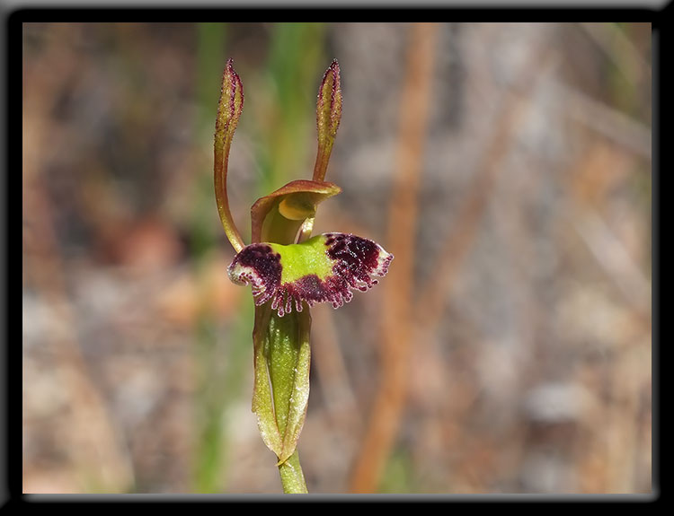 Hare Orchid