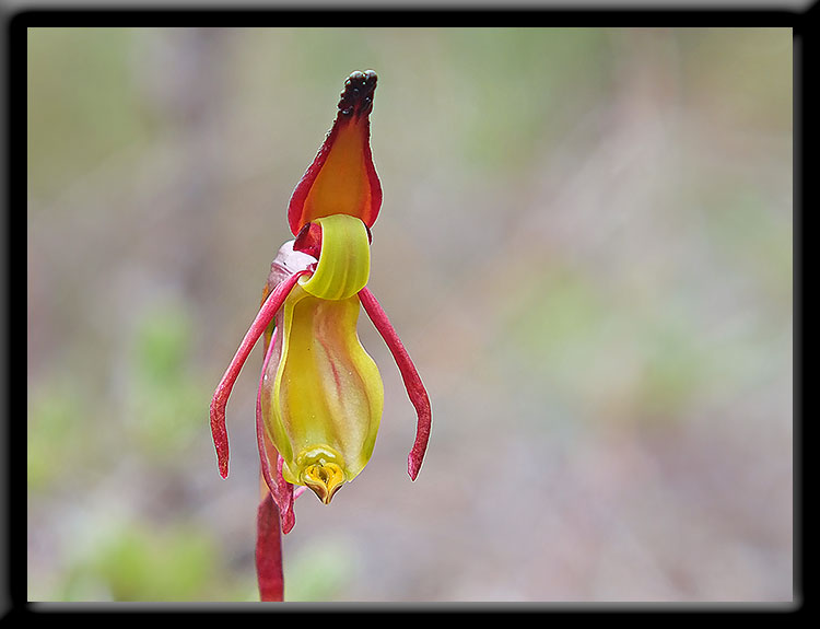 Flying Duck Orchid