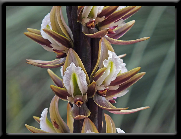 Bronze Leek Orchid
