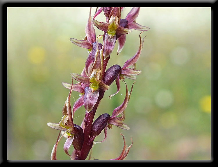 Little Laughing Leek Orchids