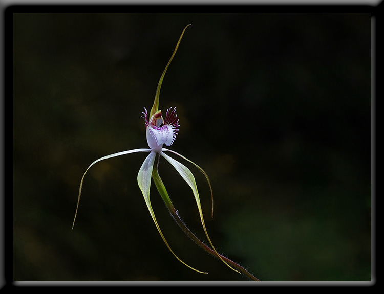 White Spider Orchid