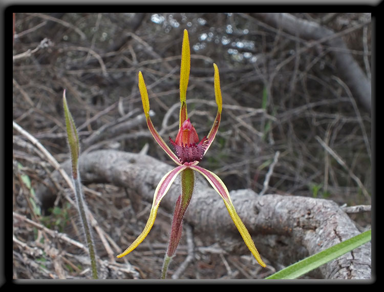 Reaching Spider Orchid
