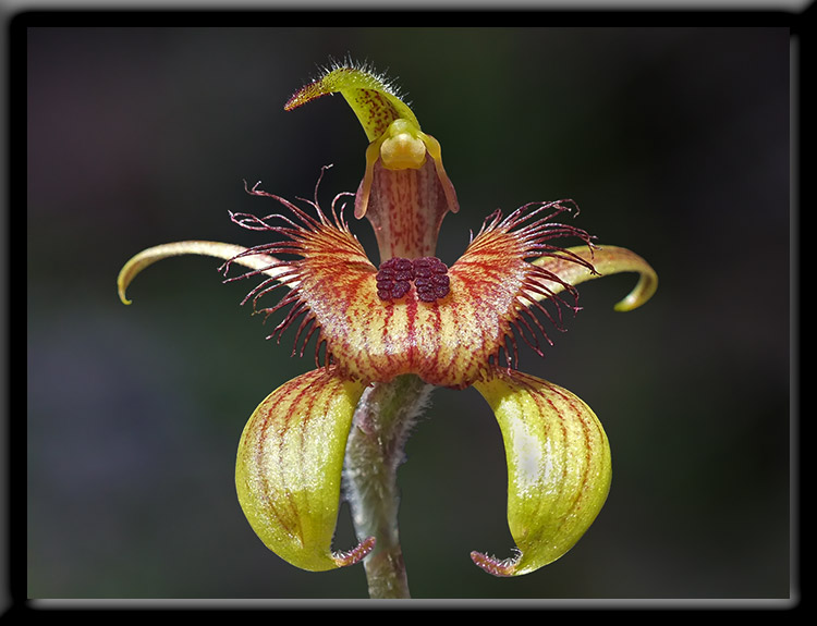 Dancing Orchid