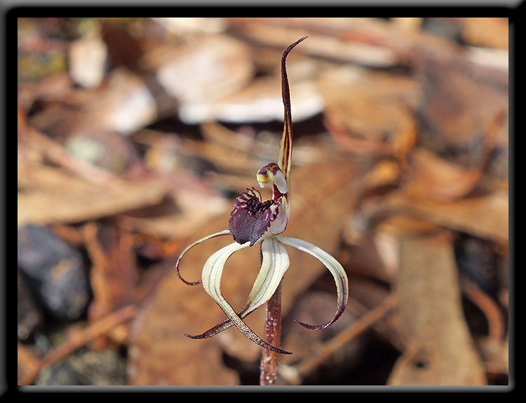 Winter Spider Orchid