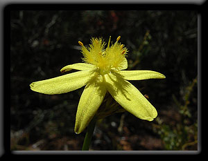 Yellow Autumn Lily