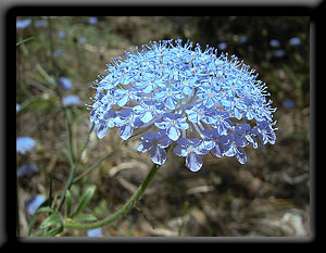 Blue Lace Flower