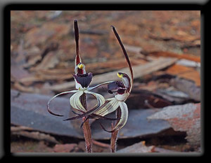 Winter Spider Orchid