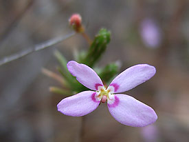 triggerplant