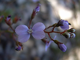 wildflower