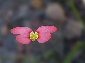 Stylidium