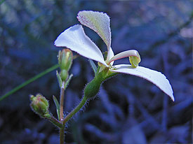 Stylidium