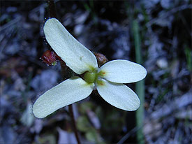 White butterfly